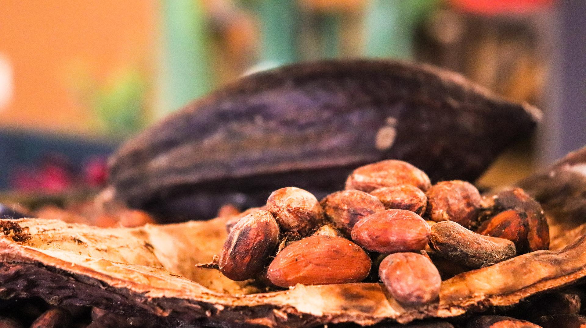 Cacao fruit from the cacao tree