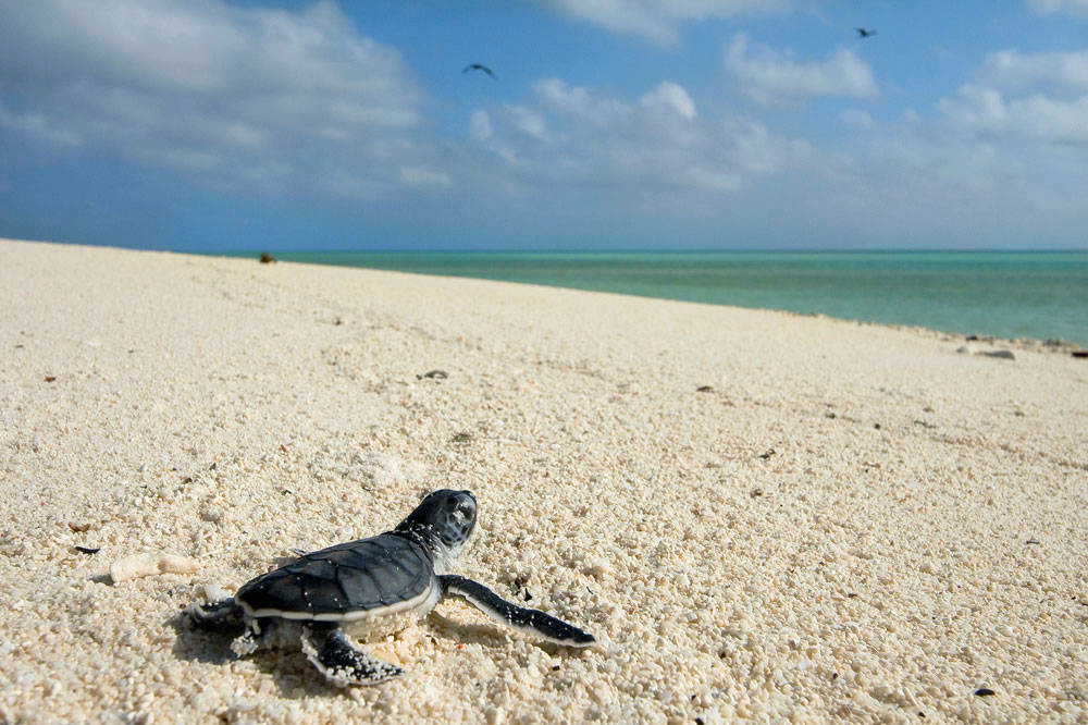 Baby turtle enjoying the beach habitat