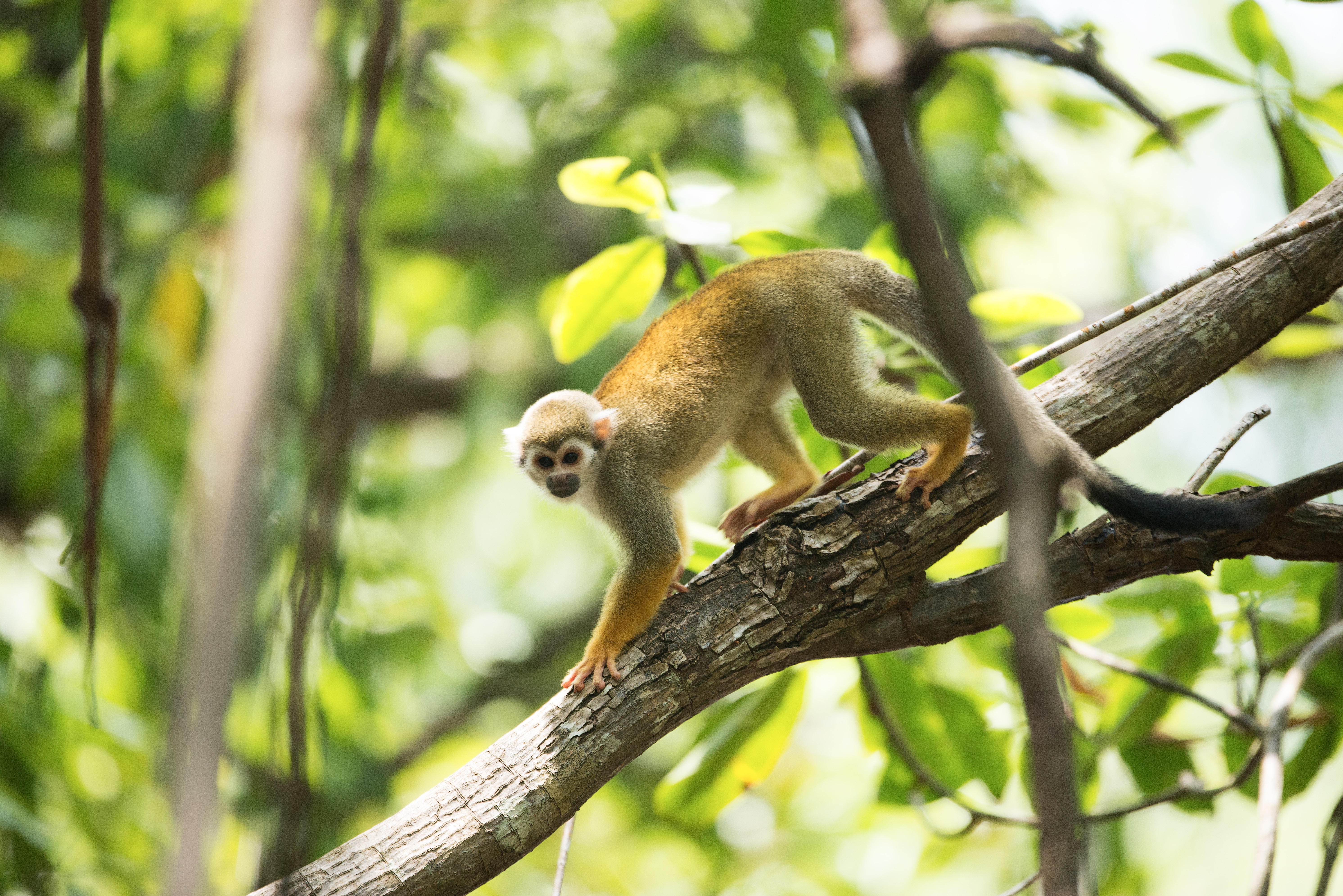 Squirrel monkey in the trees at a respectful distance in Playa Mujeres